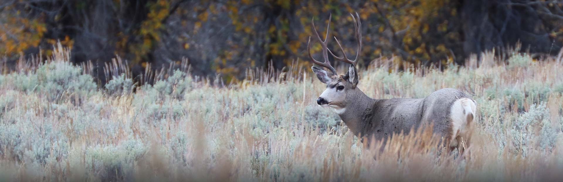 South Dakota Mule Deer Hunts South Dakota Mule Deer Hunts