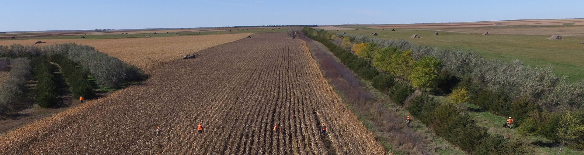 South Dakota Early Season Pheasant Hunts South Dakota Early Season Pheasant Hunts