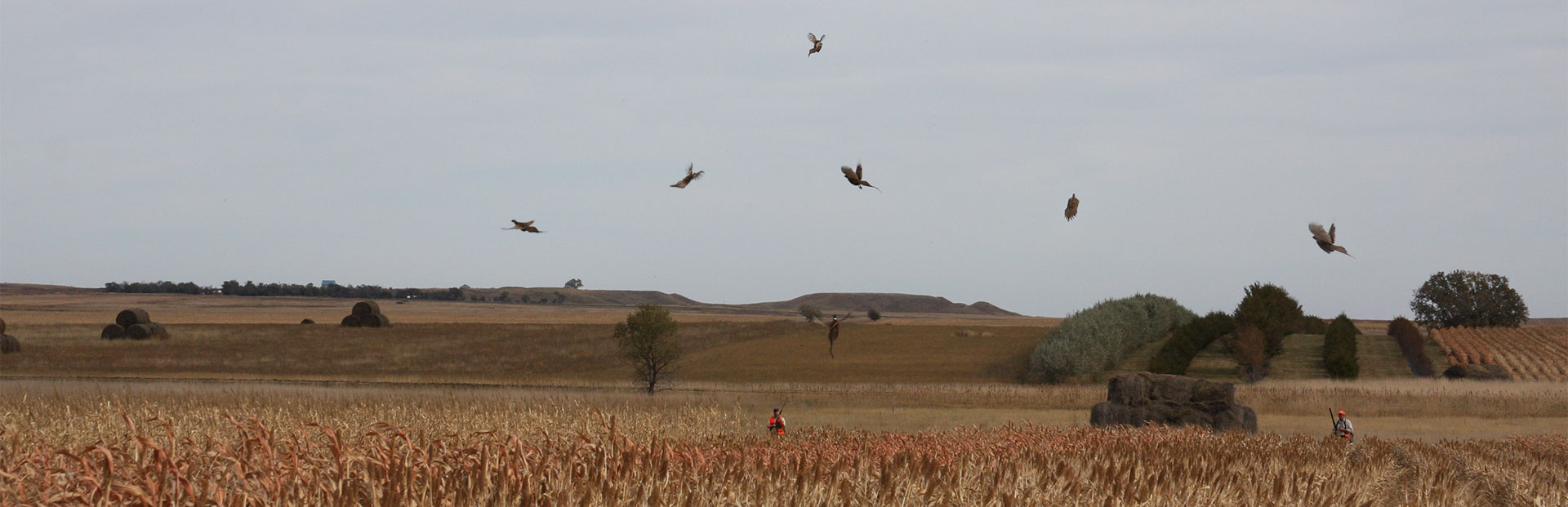 South Dakota Pheasant Hunting