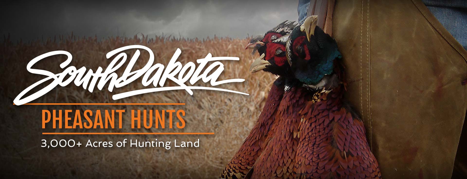 South Dakota Pheasant Hunts