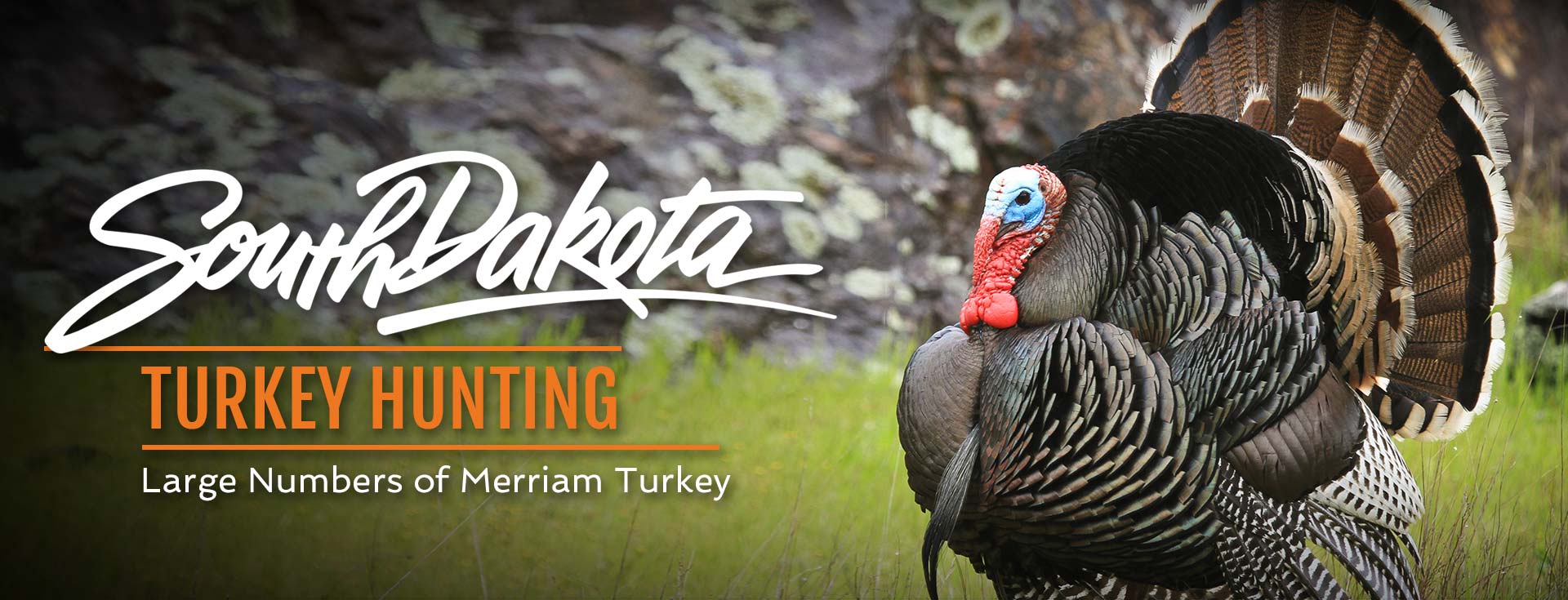 South Dakota Turkey Hunting