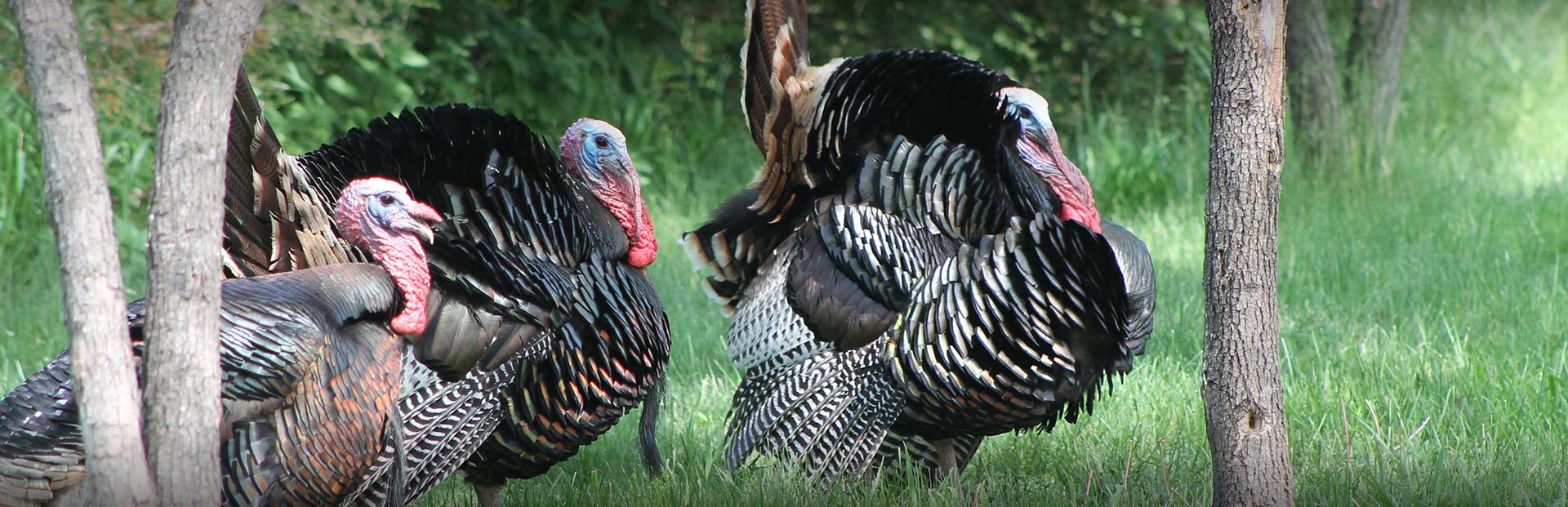 South Dakota Turkey Hunting