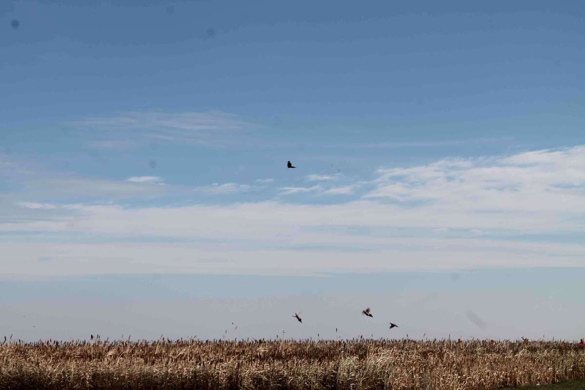 Birds Per Square Mile Birds Per Square Mile