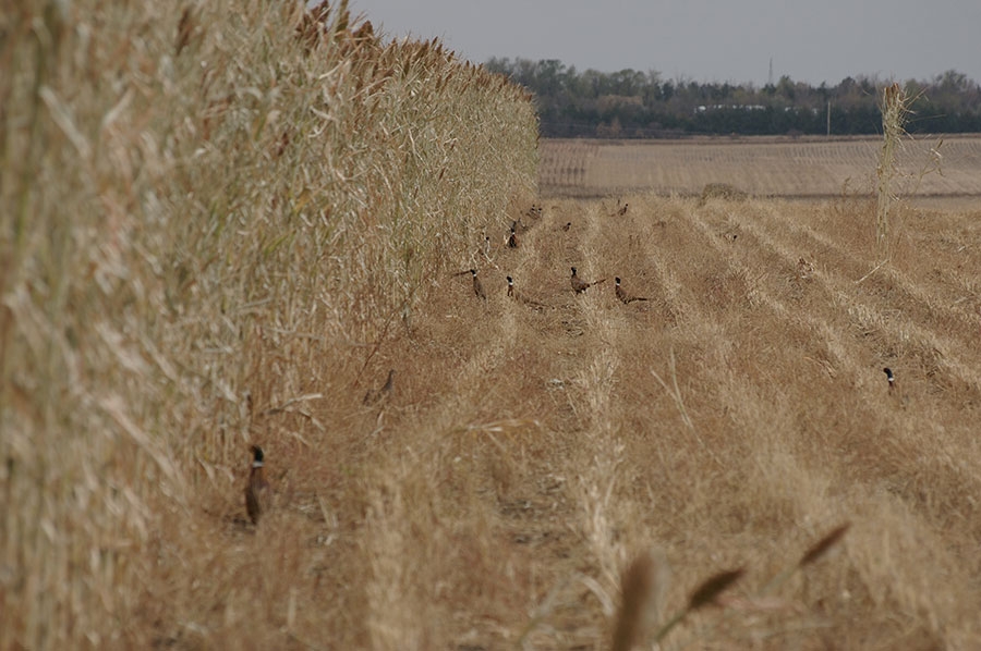 Pheasant Cane
