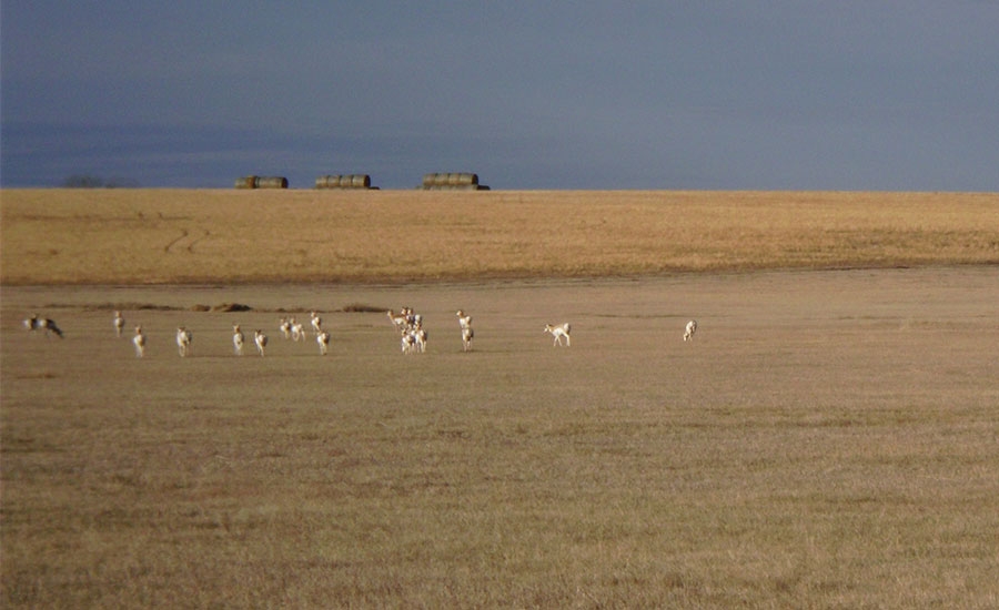 Area Wildlife Area Wildlife