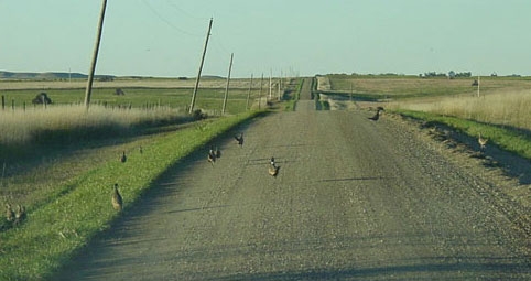 Birds Per Square Mile Birds Per Square Mile