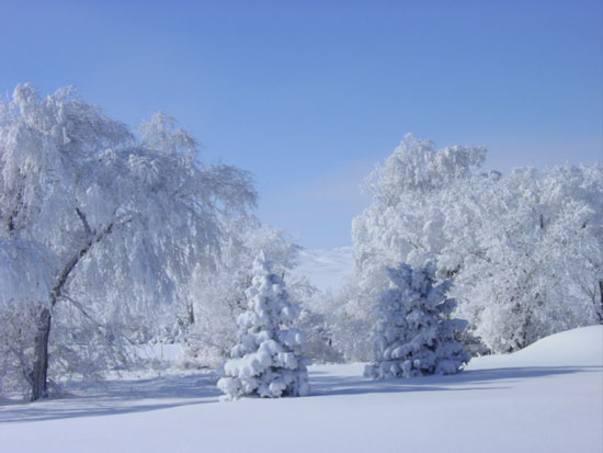 Fresh snowfall on the Trees