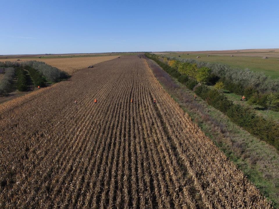 South Dakota Pheasant Hunting South Dakota Pheasant Hunting
