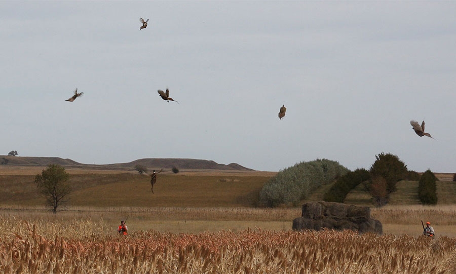 Pheasant Hunting Habitat